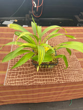 Load image into Gallery viewer, Coryanthes alborosea alba , single spike big plant
