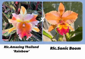 Hybrid flask : Rlc . Amazing Thailand x Rlc . Sonic Boom