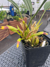 Load image into Gallery viewer, Maxillaria perryae in bloom
