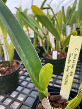 Load image into Gallery viewer, Cattleya (C.) mossiae s/a ‘Sandra Song ‘ HCC , original division that you never find anywhere else
