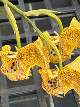 Load image into Gallery viewer, Coryanthes elegantinum in spike
