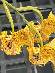 Coryanthes elegantinum in spike
