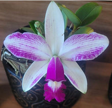 Load image into Gallery viewer, Cattleya violacea semi alba striata x self
