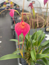 Load image into Gallery viewer, Masdevallia Cheryl Shohan’ Sweet sister ‘
