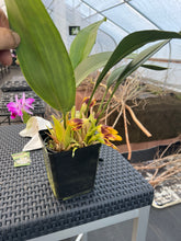 Load image into Gallery viewer, Maxillaria perryae in bloom
