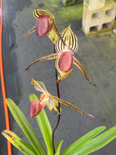 Load image into Gallery viewer, A16- Paph . Lady Isobel SH 1786
