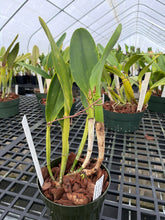 Load image into Gallery viewer, Rlc . Golden Godzilla ‘Shogun ‘s golden beast ‘AM of 84 points original virus free Division
