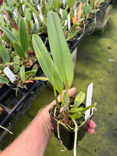 Load image into Gallery viewer, C. tenebrosa ‘Windflower ‘AM /AOS,  treated
