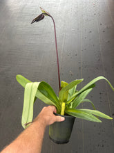 Load image into Gallery viewer, Paphiopedilum Hung Sheng Cape ( stonei x anitum)
