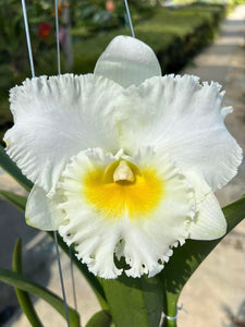 ‘Show me the light collection’ , 3 clones white and green gold