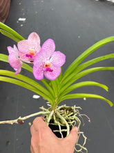 Load image into Gallery viewer, Vanda Somsri Velvet x Gordon Dillon
