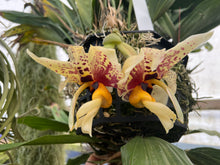 Load image into Gallery viewer, Stanhopea Shinjik x Coryanthes elegantinum ( makes Coryhopea ), plug tray
