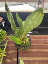 Load image into Gallery viewer, Aciopea Golden emperor, not yet awarded seedlings
