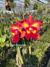 Load image into Gallery viewer, Rlc . Siam Fireworks , starter plant
