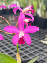 Load image into Gallery viewer, Hoffmannseggella rupestris x C . amethystoglossa , fantastic primary !
