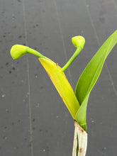 Load image into Gallery viewer, Cattleya (C.) Taida Eagle Eye ‘ White Angel ‘FCC, Large division with three spikes !!!
