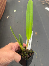 Load image into Gallery viewer, C . purpurata f. carnea -cereja x sib., dark cherry red lips !!!
