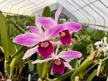 Load image into Gallery viewer, Cattleya purpurata 12 plant special  package deal
