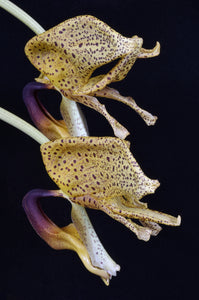 Coryhopea Imaginations AM of 86 points