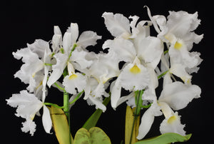 C. warscewiczii alba ‘10 flowers ‘ AM/AOS