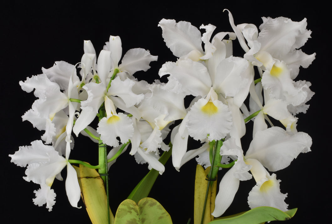 C. warscewiczii alba ‘10 flowers ‘ AM/AOS