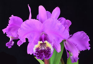 Cattleya (C.) lueddemanniana rubra ‘Melpomene’ AM of 84 points