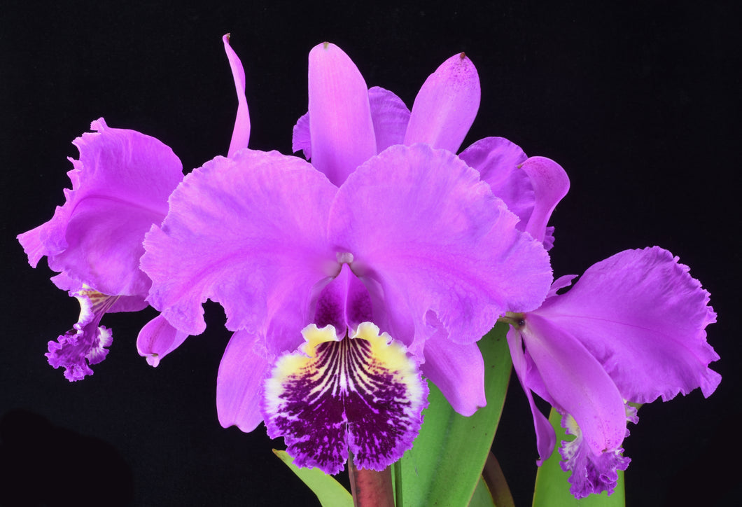 Cattleya (C.) lueddemanniana rubra ‘Melpomene’ AM of 84 points