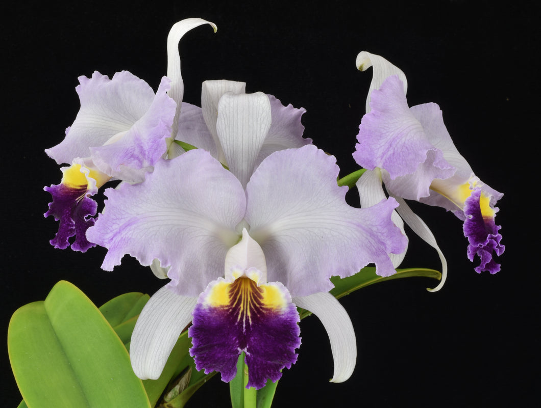 Cattleya (C.) Lueddemanniana f. Coerulea ‘Blue Brazilian flame ‘AM of 81 points