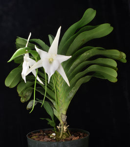 Angraecum Lai’s Star ‘White Magic @ Shogun ‘ FCC /AOS  of 90 points