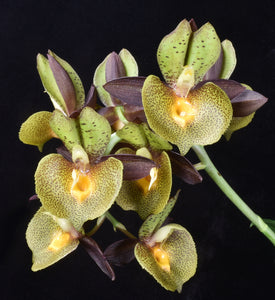 Catasetum (Ctsm .) Maria Mercado ‘Shogun’s green leopard ‘ AM /AOS. of 85 points