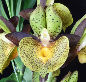 Catasetum (Ctsm .) Maria Mercado ‘Shogun’s green leopard ‘ AM /AOS. of 85 points