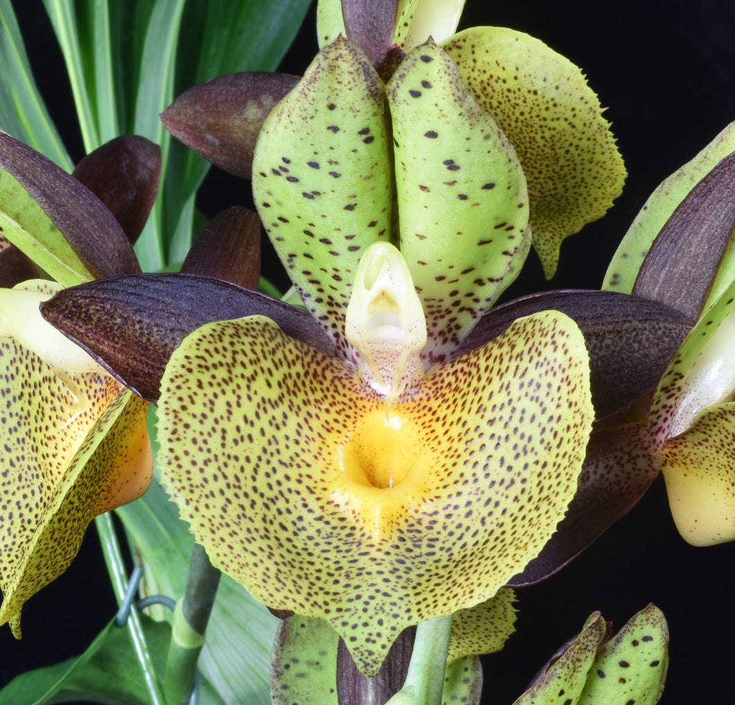 Catasetum (Ctsm .) Maria Mercado ‘Shogun’s green leopard ‘ AM /AOS. of 85 points