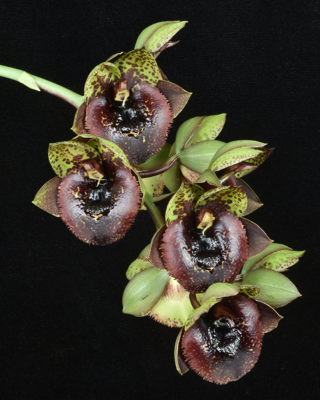 Catasetum (Ctsm .) Joseitos Dark Phoenix ‘Shogun’s Dark Monkey’AM/AOS of 86 points