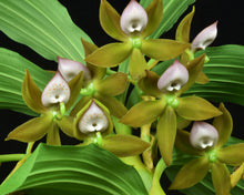 Load image into Gallery viewer, Cycnoches haagii AM/AOS of 84 points and CCM of 87 points
