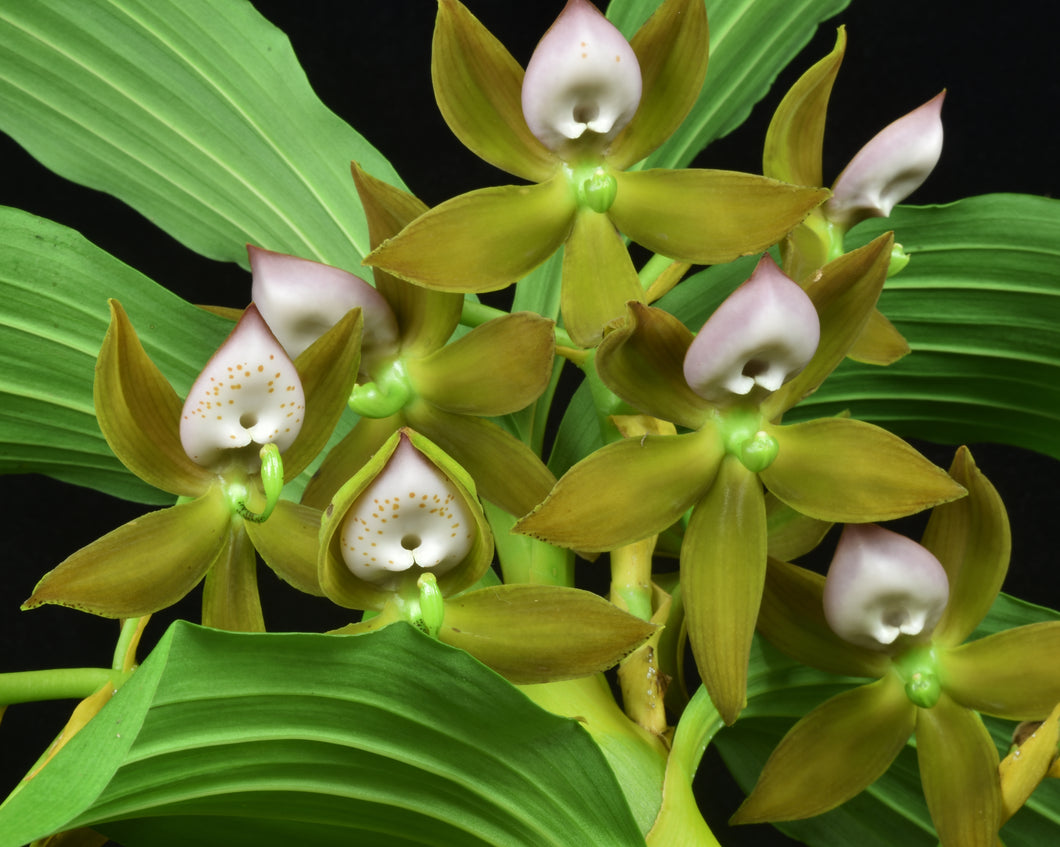 Cycnoches haagii AM/AOS of 84 points and CCM of 87 points