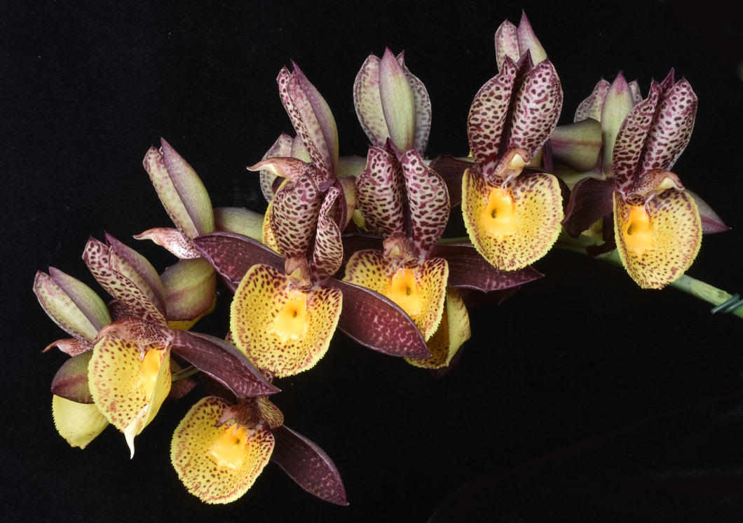 Catasetum (Ctsm .) Dream boat ‘Shogun’s sparkling sunrise ‘AM /AOS of 85 points