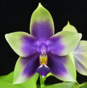 Phalaenopsis Samera ( violacea x bellina coerulea) AM /AOS of 84 points