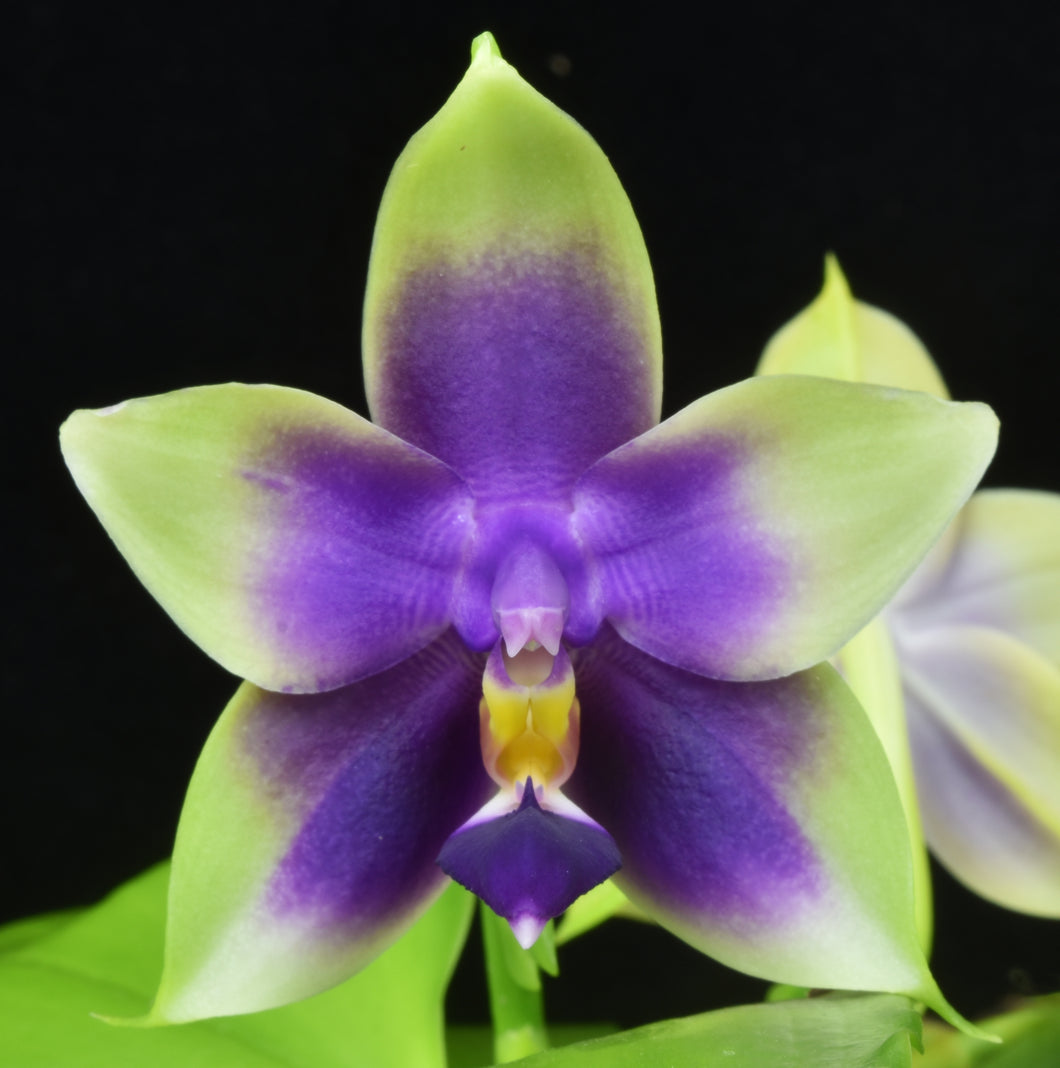 Phalaenopsis Samera ( violacea x bellina coerulea) AM /AOS of 84 points