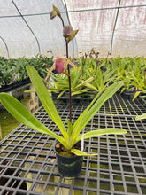 Load image into Gallery viewer, MSH1407 paphiopedilum Lady Isabel ( rothschildianum x stonei)
