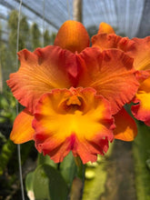 Load image into Gallery viewer, 100 x Cattleya clones - 15varieties
