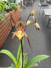 Load image into Gallery viewer, Paph. Saint Swithin in spike
