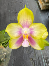 Load image into Gallery viewer, Phalaenopsis Patti Lee SM/WOC 2021
