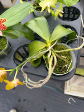 Load image into Gallery viewer, Phalaenopsis Corningana ‘Big tree ‘
