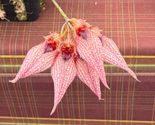Load image into Gallery viewer, Bulbophyllum Frosty Ann x Meen Mercury Sandel #13 lavender tag
