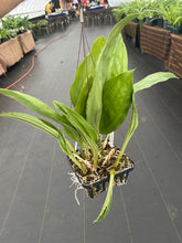Load image into Gallery viewer, Stanhopea Nina Rach x ecornuta large 10 inch basket
