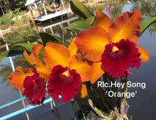 Load image into Gallery viewer, Orchid flask : Rlc . Hey Song ‘Orange ‘
