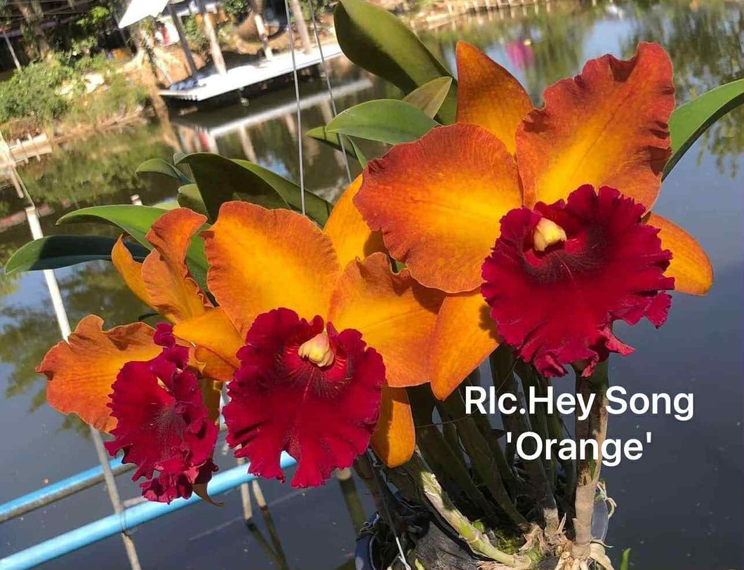 Orchid flask : Rlc . Hey Song ‘Orange ‘
