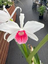 Load image into Gallery viewer, Cattleya (C.) purpurata fma carnea ‘Magician Red ‘, SELECT red lip
