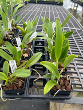 Load image into Gallery viewer, Cattleya clone 12 plant Special Deal package
