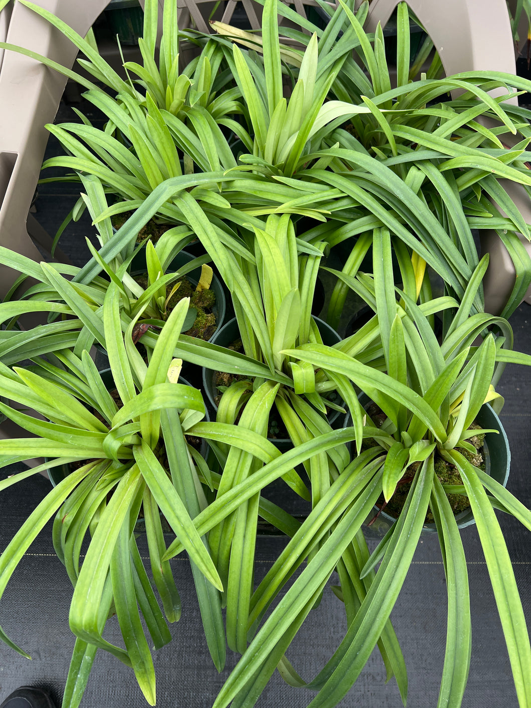 Paphiopedilum hirsutissimum var. esquirolei album 6”